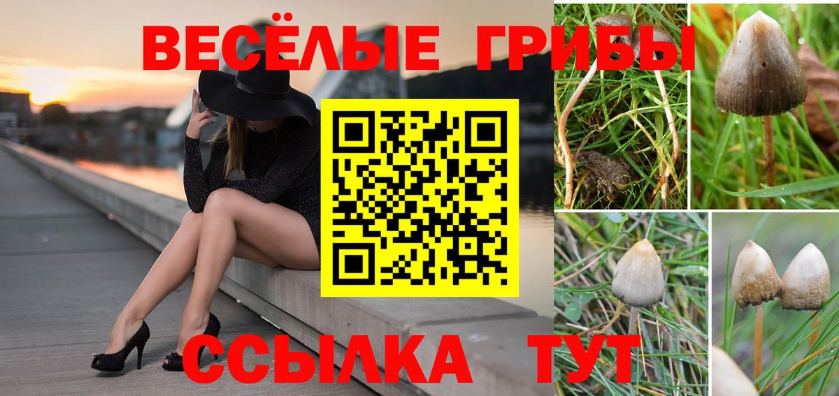Галлюциногенные грибы Psilocybe  Вход с VPN  Галлюциногенные грибы MAGIC MUSHROOMS  Норильск 